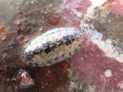 Ischnochiton maorianus