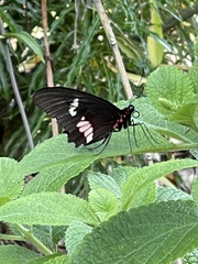 Parides iphidamas