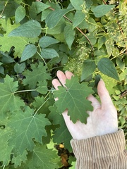 Macleaya