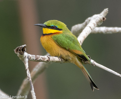 Merops pusillus