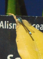 Ischnura damula