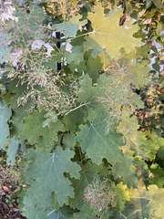 Macleaya