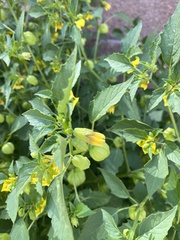 Physalis philadelphica