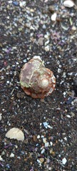 Megastraea undosa