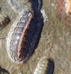 Ischnochiton maorianus