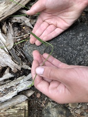 Thelymitra albiflora