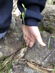 Thelymitra albiflora