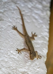 Hemidactylus platyurus