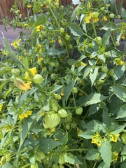 Physalis philadelphica