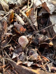 Cortinarius caperatus
