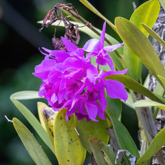 Guarianthe