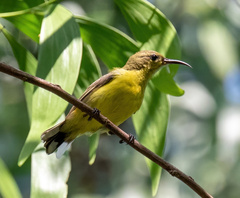 Olive-Backed Sunbird photo 3