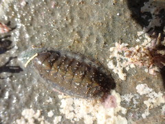 Ischnochiton maorianus