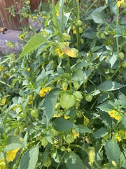 Physalis philadelphica