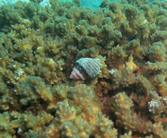 Opeatostoma pseudodon