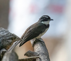 Rhipidura nigritorquis