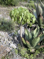 Pittocaulon praecox