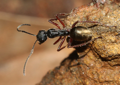 Camponotus suffusus bendigensis