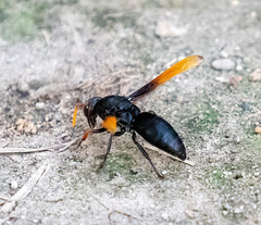 Rhynchium