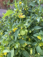 Physalis philadelphica