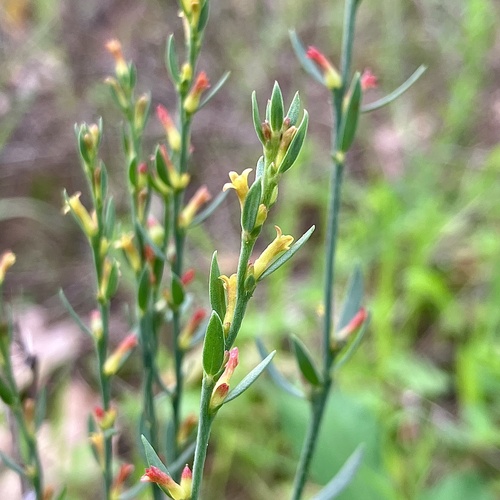 Representative image of Thymelaea gussonei