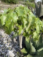 Pittocaulon praecox