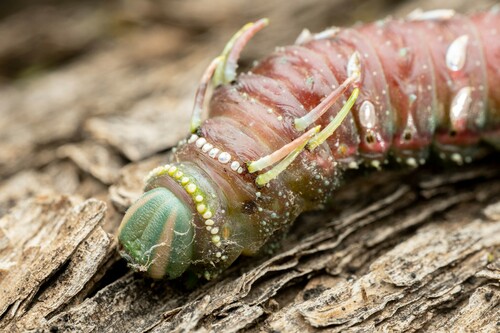 Hubbard's Silk Moth photo 6