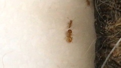 Pheidole