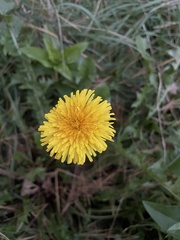 Taraxacum