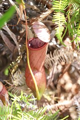 Nepenthes mirabilis