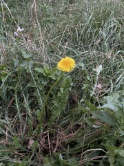 Taraxacum