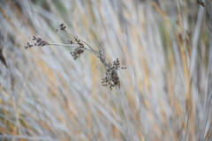 Juncus acutus leopoldii