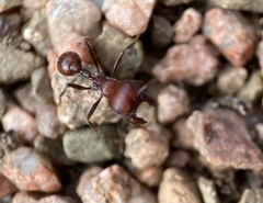 Pogonomyrmex