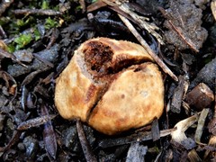 Descomyces