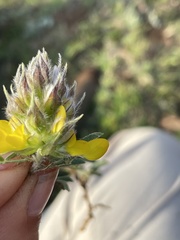 Dalea prostrata