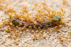 Forelius pruinosus