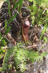 Nepenthes mirabilis