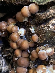 Psathyrella
