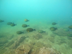 Acanthurus xanthopterus