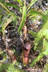 Nepenthes mirabilis