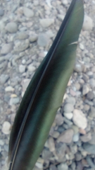 Plegadis chihi