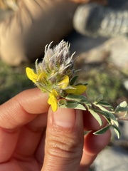 Dalea prostrata