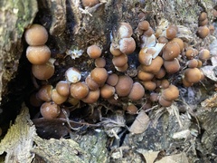 Psathyrella