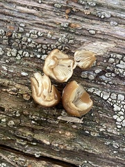 Psathyrella