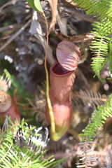 Nepenthes mirabilis