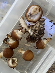 Psathyrella