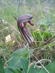 Arisarum vulgare