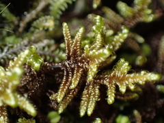 Stereodon subimponens