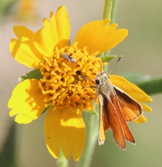 Copaeodes aurantiaca