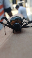 Nephilingis cruentata